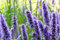 Ysop 50 Samen (Hyssopus officinalis)