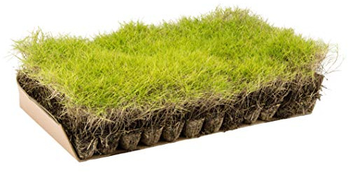 Gazon de Zoysia tenuifolia (x 2,5 m² de surface)
