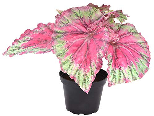 Artificial Begonia Rex Pink Painted Leaf Plant