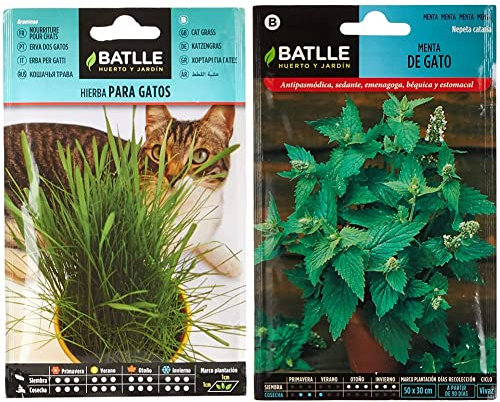 Hierba para GATOS - Graminae & Menta de Gato-Nepeta catania