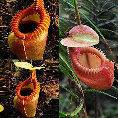 Saterkali Nepenthes-Samen, 120 Stück Nepenthes-Samen, Garten, Balkon, Dach, Bonsai, fleischfressende Kannenpflanzen Nepenthes-Samen