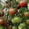 Neue frische 100 Stück Indigo Rose Tomatensamen Gemüse Aachondra