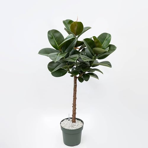 Vivai le Georgiche - Pianta vera di Ficus elastica Robusta in idrocoltura Fico della gomma 'Robusta' - vaso Ø 27 cm - altezza alla vendita 80-100 cm