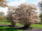 Kupfer-Felsenbirne - Weiße Blüte - Amelanchier lamarckii Containerware 40-60 cm - Garten von Ehren®