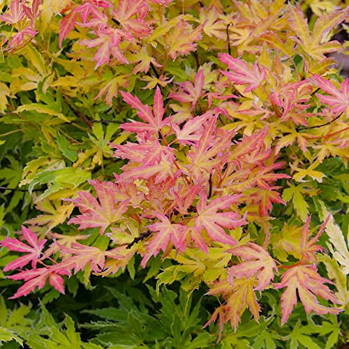 Acer Metamorphosa | Japanese Maple Tree with Autumn Colour | Live Outdoor Deciduous Patio Garden Plant in Pot (20-30cm Incl. Pot)