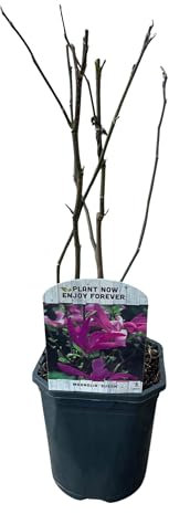 GreenboutiQ - Sträucher - Magnolia Susan - Blumen Dunkelrosa - 1 Pflanze - laubabwerfend - wenig Pflege - Topf 17cm Höhe 45cm