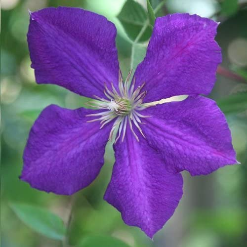 Clematis Jackmanii (Waldrebe) -Blau, Mehrjährig & Winterhart | Kletterpflanze - Klematis | 1,5 Liter Topf