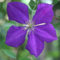 Clematis Jackmanii (Waldrebe) - Kletterpflanze - Blau, Mehrjährig & Winterhart | 1,5 Liter Topf