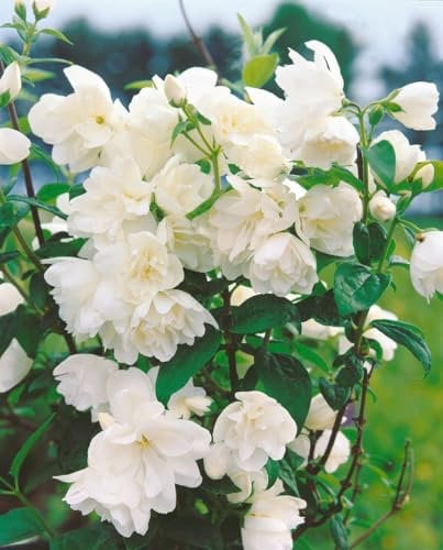 Philadelphus 'Little White Love' 30-40 cm - Duftjasmin, weiße Blüten, Blütezeit Juni-Juli, ideal für Hecken, bienenfreundlich, pflegeleicht