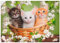 ARTland Wanddeko Wandtattoo selbstklebende Vinylfolie 70x50 cm Katze Tiere Katzenbaby Baby Landhaus Shabby Chic Blumen Botanik T6BM