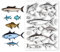 CHGCRAFT Realistischer Fisch Silikon Stempel Fisch Stempel Für DIY Scrapbooking Fotoalbum Dekorative Karten Stempel Zum Erstellen von Urlaubskarten Album Basteln