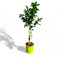 Tropictrees Citrus Aurantifolia Limettenbaum - 80 cm Hoch inkl. Topf | Fruchttragender Zitrusbaum im Saison für Garten & Innenbereich | Immergrün, Pflegeleicht & Aromatisch
