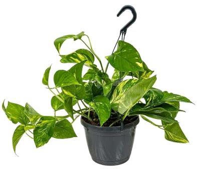 Attitude Jardin - Pothos suspendus - epipremnum aureum - 30-40 cm - ⌀ 21 cm - plante d'intérieur