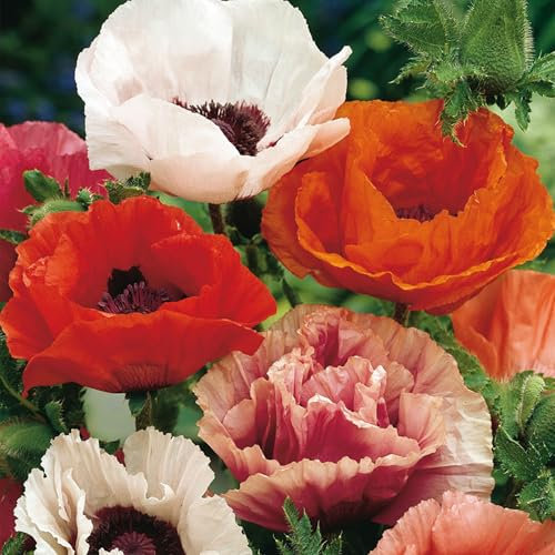 5 Mohnknollen Mix - Extra-Großpackung - Farbenfrohe Sommerblumen für Garten, Töpfe & Balkon - Gartenfertige Blumenzwiebeln