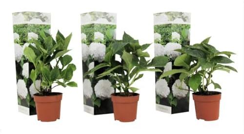 3 Pflanzen im Set Bauernhortensie Hydrangea „Wudu“ – Edle Gartenhortensie | Ballhortensie | Winterharte Blühpflanze für Garten, Terrasse & Kübel – 3 Pflanzen im Set