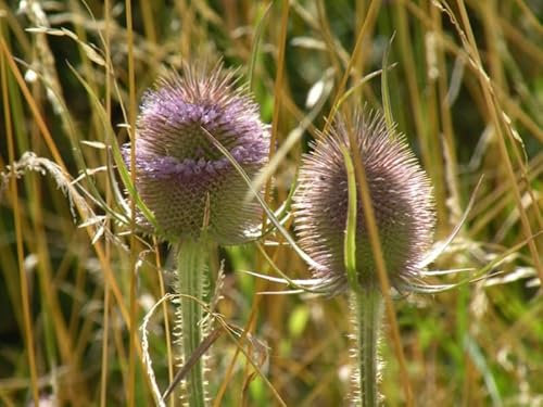 Dipsacus fullonum | Teasel | 6 Plug Plants | Wildflower