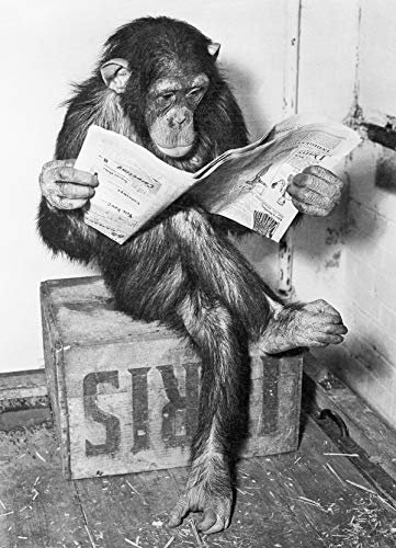 Tainsi Poster - Schimpanse liest Zeitung | Chimpanzee Reading Newspaper - Schwarz- Weiß,12x18inches,30x46cm
