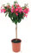 POWERS TO FLOWERS - FUCSIA ALBERELLO ALTEZA 70CM, VASO 19CM DIAMETRO, piante vere