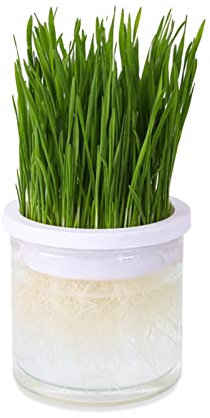 Luojuny Kunststoff-Pflanzgefäß mit Katzenminze, belüftet, abnehmbare Pflanzbox, Katzengras, Pflanzgefäß, Gartenbedarf, Weiß