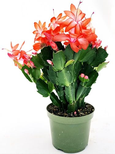 POWERS TO FLOWERS - SCHLUMBERGERA ARANCIONE, 1 PIANTA, Vaso 14cm, Natalina, Pasqualina, Rhipsalis, piante vere