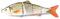 aoory Wobbler Jerkbait 120Mm Rotauge Köder Für Hecht Barsch Zander Forellen Angel Köder