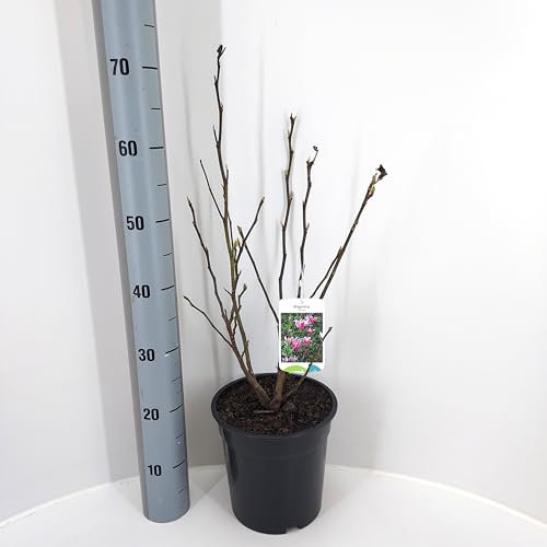 Magnolie 'Susan' 60-80 cm – Winterharte Zwergmagnolie im Topf, duftend & blühfreudig – Perfekt für Garten, Terrasse & Balkon – Blühende Zierpflanze für Frühling & Sommer