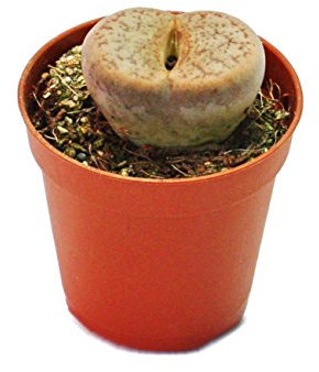 Exotenherz - Lithops - Lebender Stein - im 5,5cm Topf