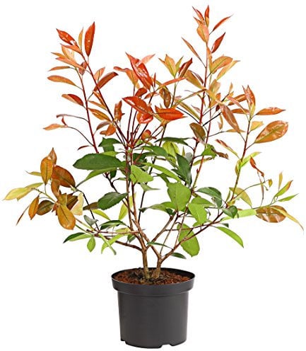 Dehner Purpur-Glanzmispel Red Robin, grün-rote Blätter, ca. 30-35 cm, 2 l Topf, Heckenpflanze