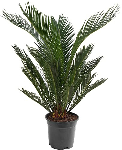 Sago-Palme, große Zimmerpflanze, echt immergrün, hoch, exotisch, selten