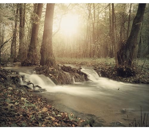 decomonkey - Papier Peint Panoramique Foret 400x280 cm - Décoration murale moderne – Tapisserie décorative pour chambre salon - Arbres automne forêt feuilles nature paysage rivière soleil gris