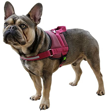 Kerbl Pet Maestro 2.0 Harness Burgundy 38 mm x 83-113 cm with Address Bar