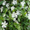 6x Jungfernkraut Immergrün 'Alba' - Vinca minor ‘Alba’ - Topf 9x9cm