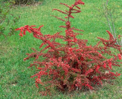 Berberis thunbergii 'Green Carpet' 20-30 cm – Winterhart, Mehrjährig, Pflegeleicht – Teppich-Berberitze – Bodendecker für Garten & Beet
