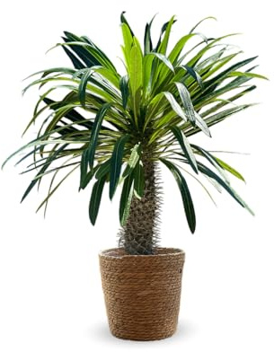 Attitude Jardin - Pachypodium lamerei avec panier en jonc de mer - palmier de madagascar - 80-90 cm - ⌀ 25 cm - cactus et plantes grasses