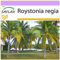 SAFLAX - Palma reale cubana - 8 semi - Roystonia regia