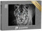 puzzleYOU: Puzzle 200 Teile „Portrait eines weißen Tieres mit stechend blauen Augen“ – aus der Puzzle-Kollektion Tiger, Tiere in Savanne & Wüste