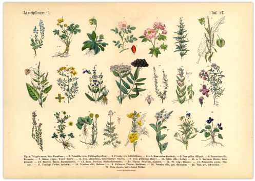 Generisch Kräuter & Arzneipflanzen Poster | Bild Vintage Illustration 3 A3 (42 x 29,7 cm)