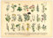 Generisch Kräuter & Arzneipflanzen Poster | Bild Vintage Illustration 3 A3 (42 x 29,7 cm)