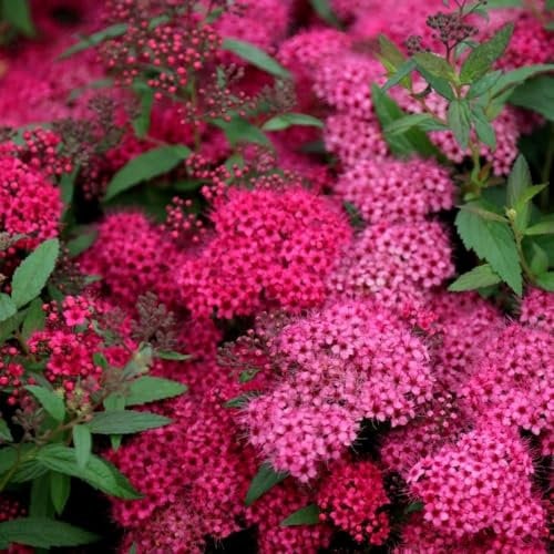 Plant Theory Anthony Waterer Japanese Spiraea Spiraea Japonica Shrub Plant 2L Pot