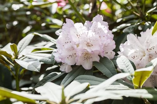 Rhododendron Adenogynum mB, Alpenrose, Winterhart & Immergrün, Blühende Gartenpflanze, Höhe 80-90cm, Pflegeleicht