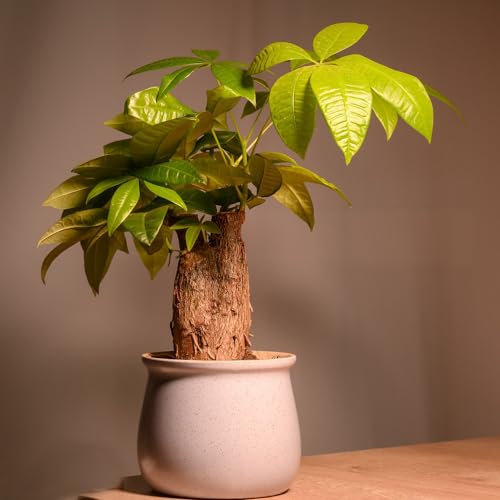 5 pcs glückskastanie zimmerpflanze samen bäume kaufen nachhaltigkeit geschenke bonsai baum tree steingartenpflanzen winterhart topf pflanze gartenpflanzen winterhart mehrjährig pflanzen