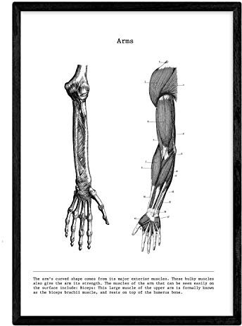 Nacnic Anatomie Poster. Vintage Stil Wanddekoration Abbildung von Arm, Muskeln und Knochen. Verschiedene menschliche Körper, Biologie und Medizin Bilder ohne Rahmen. Größe A3.