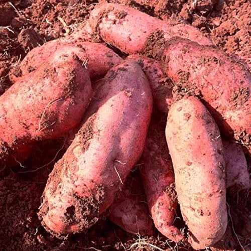 100 Stück Süßkartoffel Samen, Topinambur Saatknollen, Süßkartoffel Pflanze, Kartoffel Samen, Süsskartoffel Saatgut für Garten (Rot Süßkartoffel)