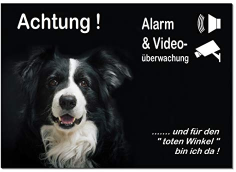 Border Collie-Alarm-Video-Überwachung-Hund-3 Größen-2-3 mm Materialstärke-Schild-Hundeschild-Aluminium-Hunde-Tierschild-Warnschild-Hinweisschild (1452-104 -15 x 10 cm mit Klebepads)