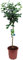 Pack Limonero - Naranjo - Pomelo - Mandarino Planta Natural - (Altura 110 Cm) Maceta 22 cm (Lima)