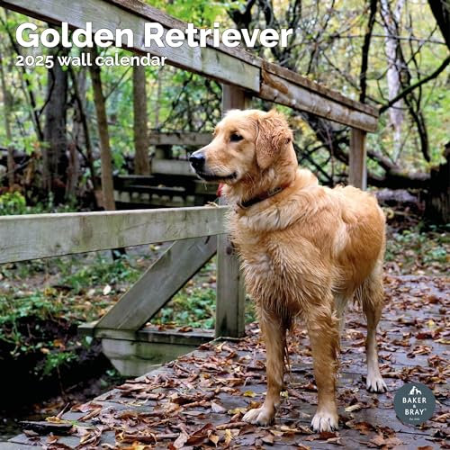 Baker and Bray Golden Retriever Kalender 2025, großer quadratischer Wandkalender, 16 Monate, Golden Retriever Geschenk Hundekalender