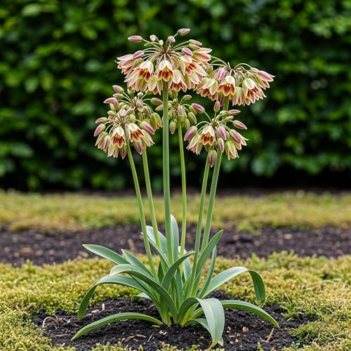 Blumenzwiebeln - Allium 'Siculum' - Rosa - 30 Stück - Zwiebelgröße 8/10-50-150cm - Ø10cm - Gartenpflanze - Multideal