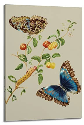 Maria Sibylla Merian Poster, indische Kirsche mit Achilles-Morpho-Schmetterling, 60 x 90 cm