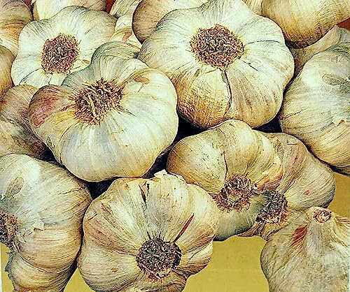PFLANZKNOBLAUCH `ALLIUM SATIVUM` 3 Knollen im Buntbeutel Knoblauch