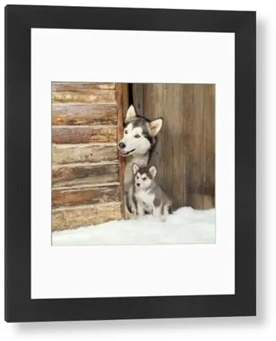 Media Storehouse Alaskan Malamute Framed Print - Adult with Puppy at Log Cabin Door - Modern Frame 22x18 (58x48cm) (1450647)